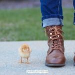 Raising Chickens: It Really CAN Be All It’s Cracked Up to Be