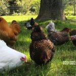 The 5 Best Chicken Breeds for Your Homestead