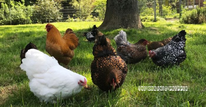 The 5 Best Chicken Breeds for Your Homestead
