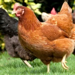 War on Food: They’re Coming for Your Backyard Chickens…