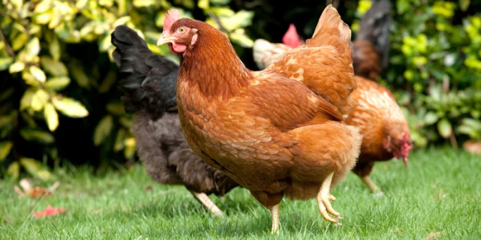 War on Food: They’re Coming for Your Backyard Chickens…