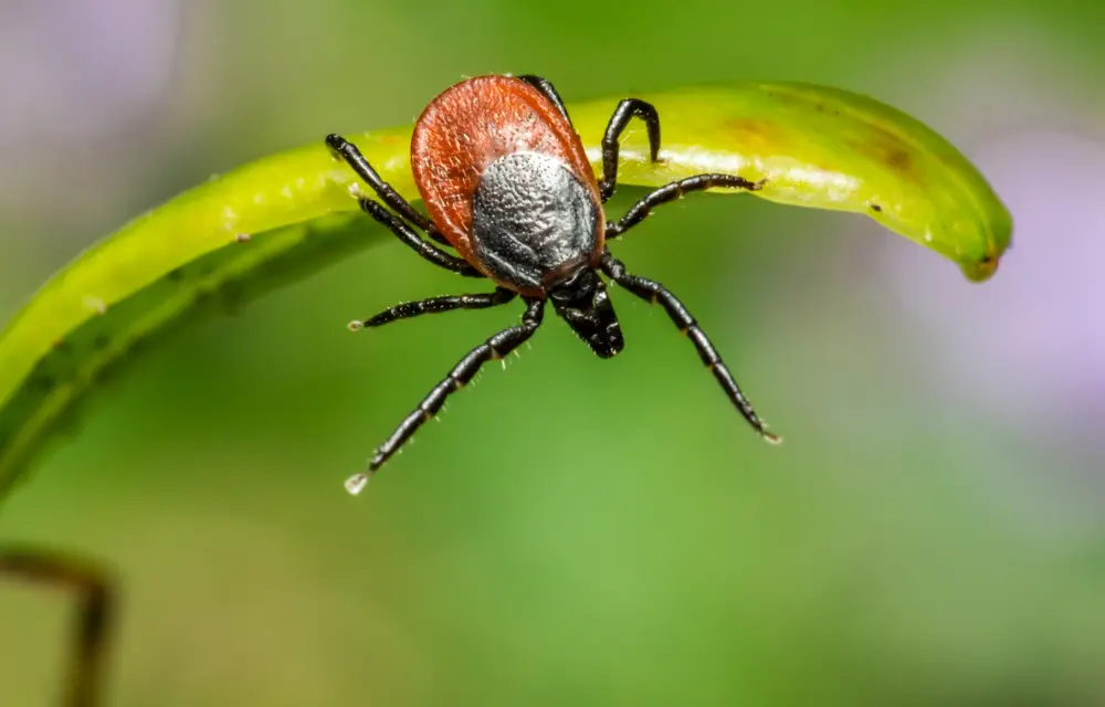 Tick Season: 1 in 7 People Had Lyme Disease and Didn’t Know It, Study Says