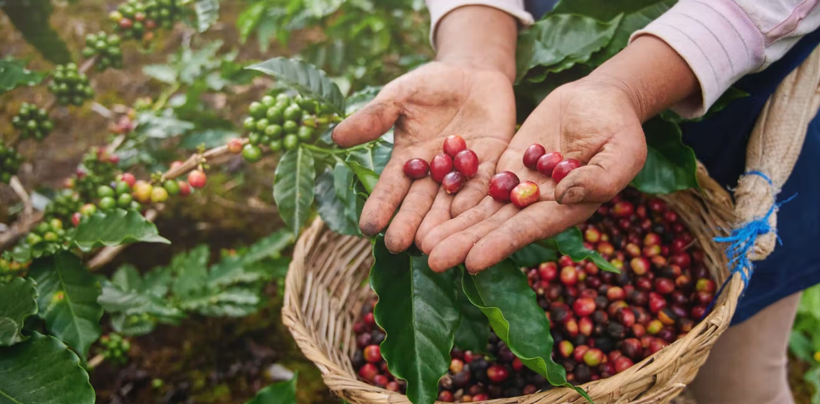 How the Birds and the Bees Help Coffee Plants