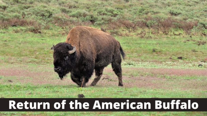 How Bison Are Saving America’s Lost Prairie