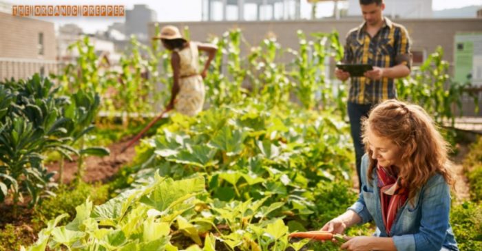 Confessions of a Community Garden Tenant