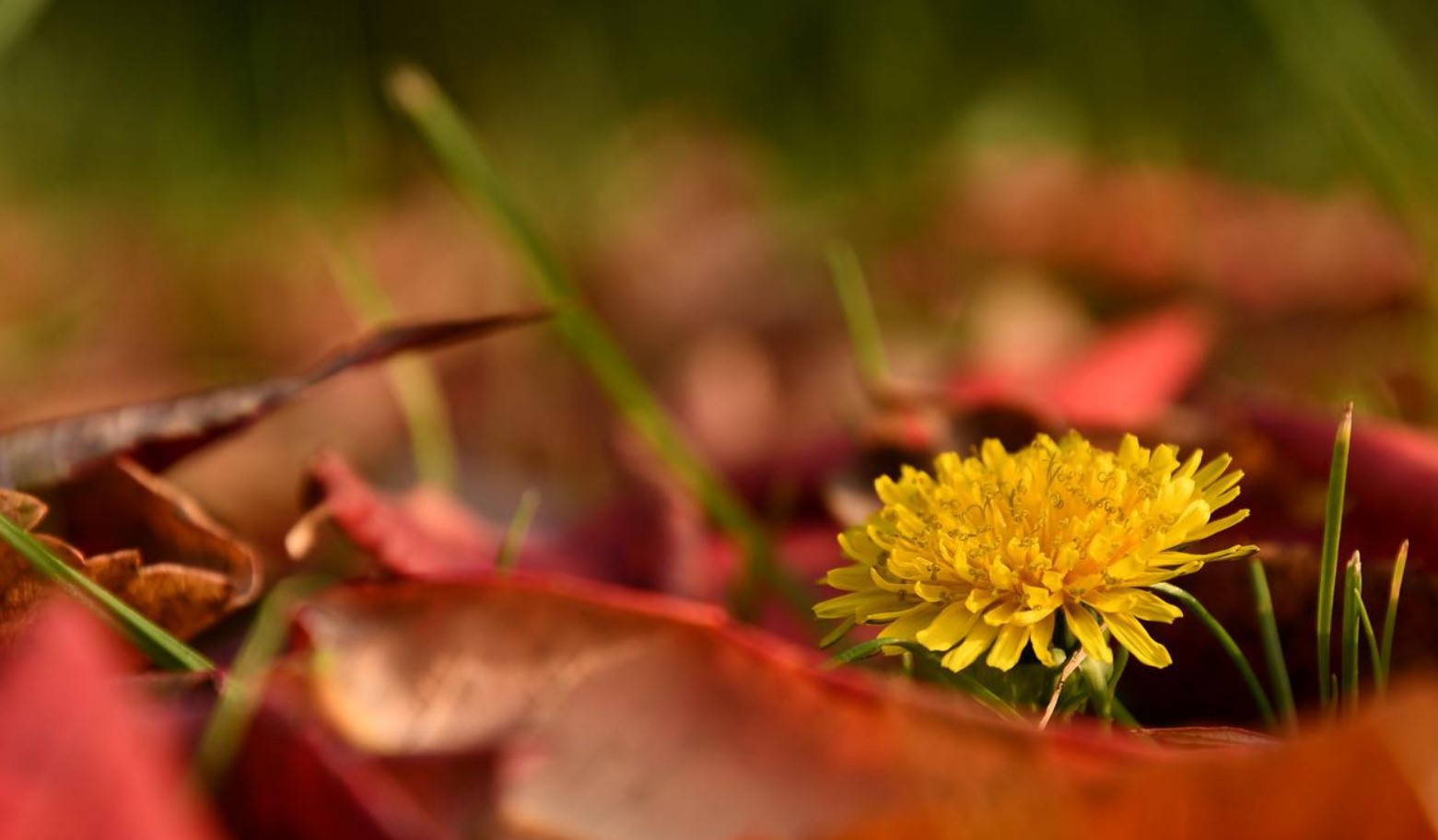 Free Food: 33 Foods You Can Forage From July–September Dandelion