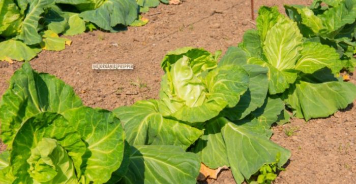 Gardening in Arid Environments