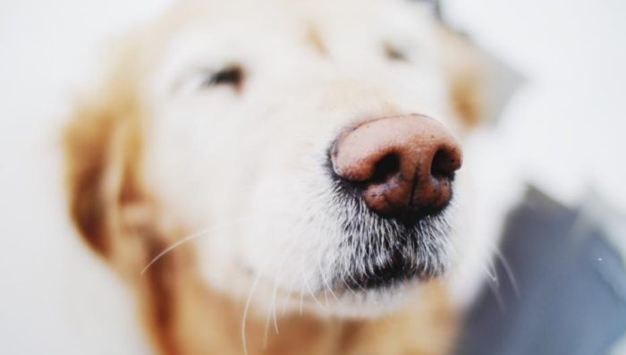 Neuroscientists Discover Dogs Can Literally “See” With Their Nose