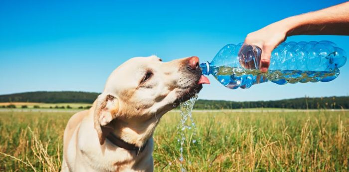 How to Keep Your Pets Safe in a Heatwave