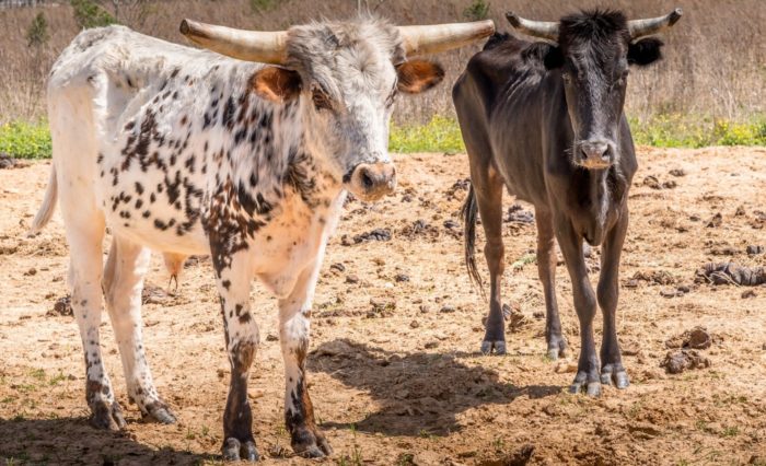 Ranchers Are Selling Off Their Cattle In Unprecedented Numbers Due To The Drought, And That Has Enormous Implications For 2023