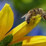 Humans, Bees and Wildlife in 2023 — Smart Cities Are Killing All Life