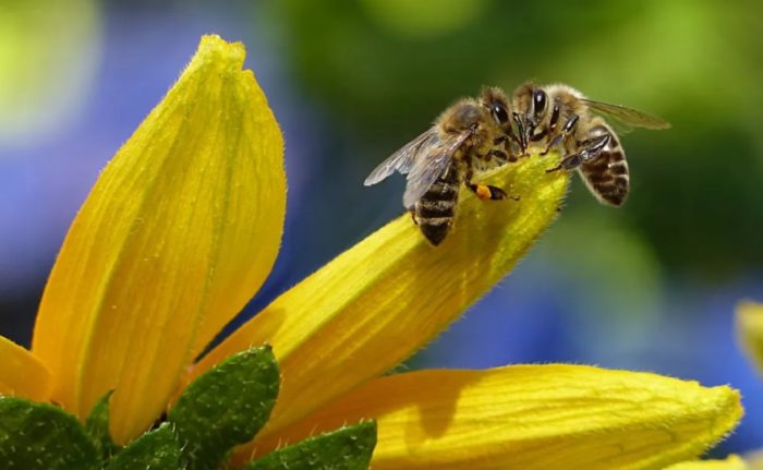Honeybee Lifespan Could be Half What It Was 50 Years Ago – New Study