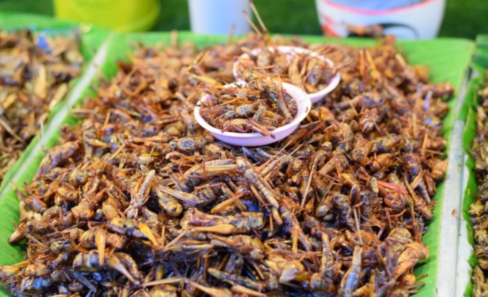 The Future of Food: Crickets!