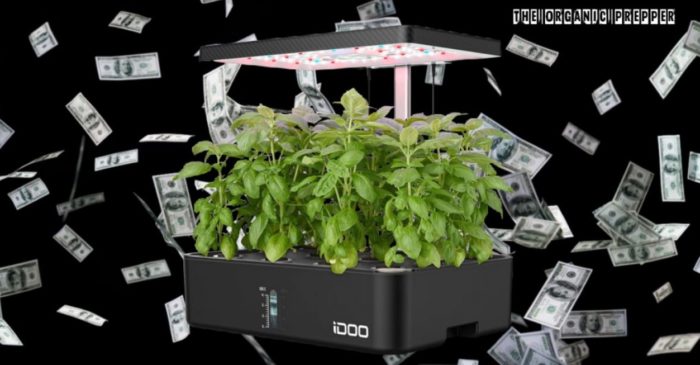 Here’s How Hydroponics Can Help You Save Money on Food