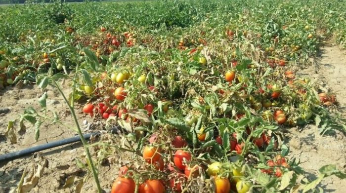 Tomato Shortage Emerges In Drought-Stricken California As Ketchup Prices Soar