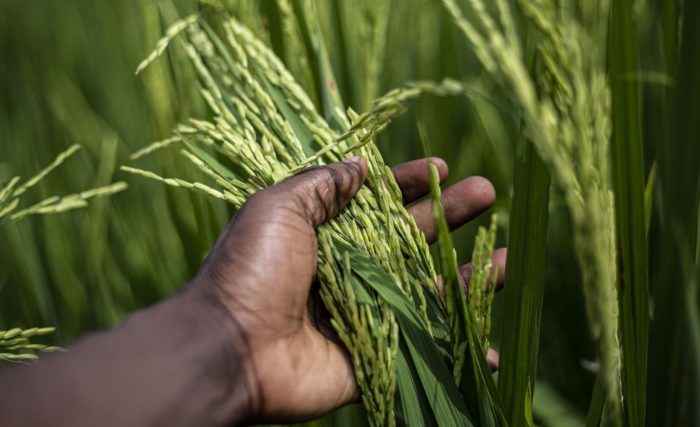 UN Food Official Warns Fertilizer Affordability Crisis Could Slash Global Grain Production By 40%