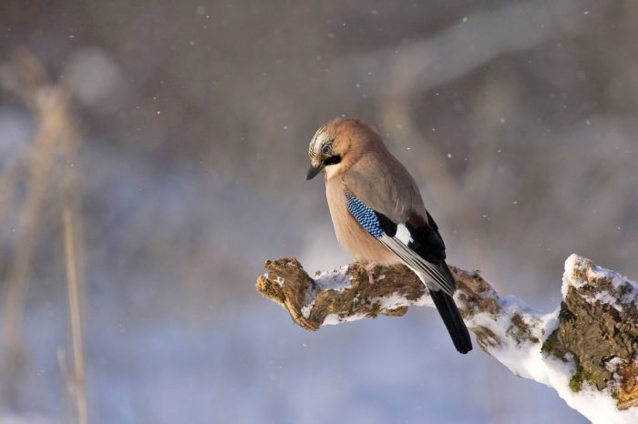 Listening to Birds Sing Boosts Mood, Mental Well-being for up to 8 Hours