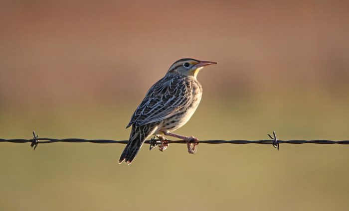 Majority of U.S. Birds are Rapidly Dying Off, Report Warns, Though One Population is Thriving