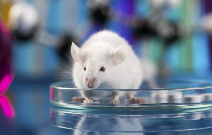 Surprise! EcoHealth Landed $1 Million Grant To Work With “80% Mouse Death” Boston University On “Future Pandemic Prevention”