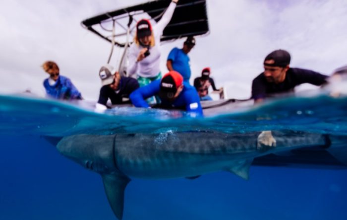 Sharks Closer to Extinction — Even as Other Species Rebound — From Years of Overfishing