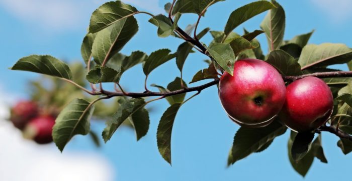 Why You Should Eat Two Apples a Day