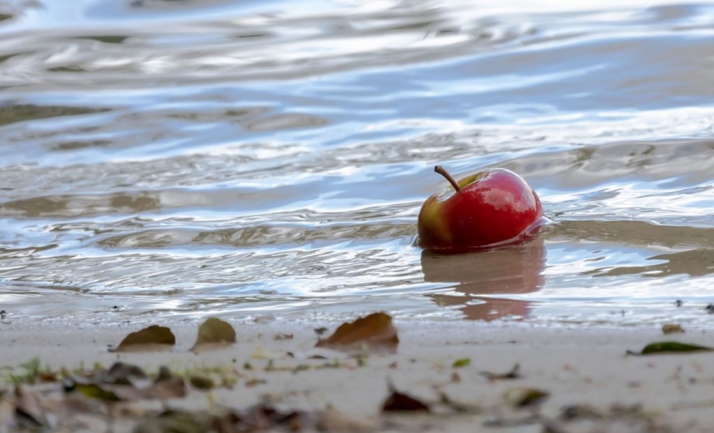 Mapped: Where Does Our Food Come From? Apple-beach-pixa-1024x621