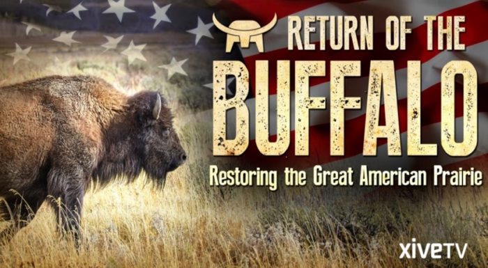 The Story of the Buffalo Is America’s Story