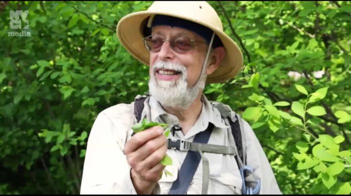 Foraging With “Wildman” Steve Brill in Central Park