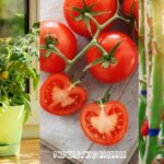 How To Grow Tomatoes Indoors