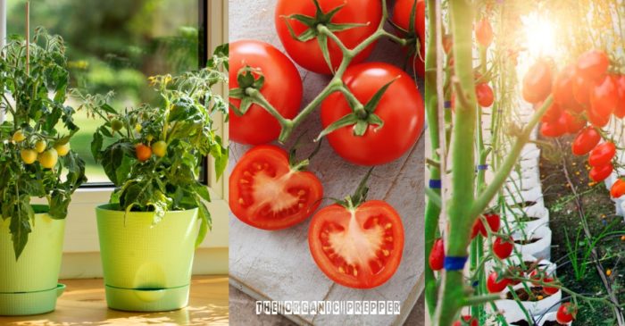 How To Grow Tomatoes Indoors