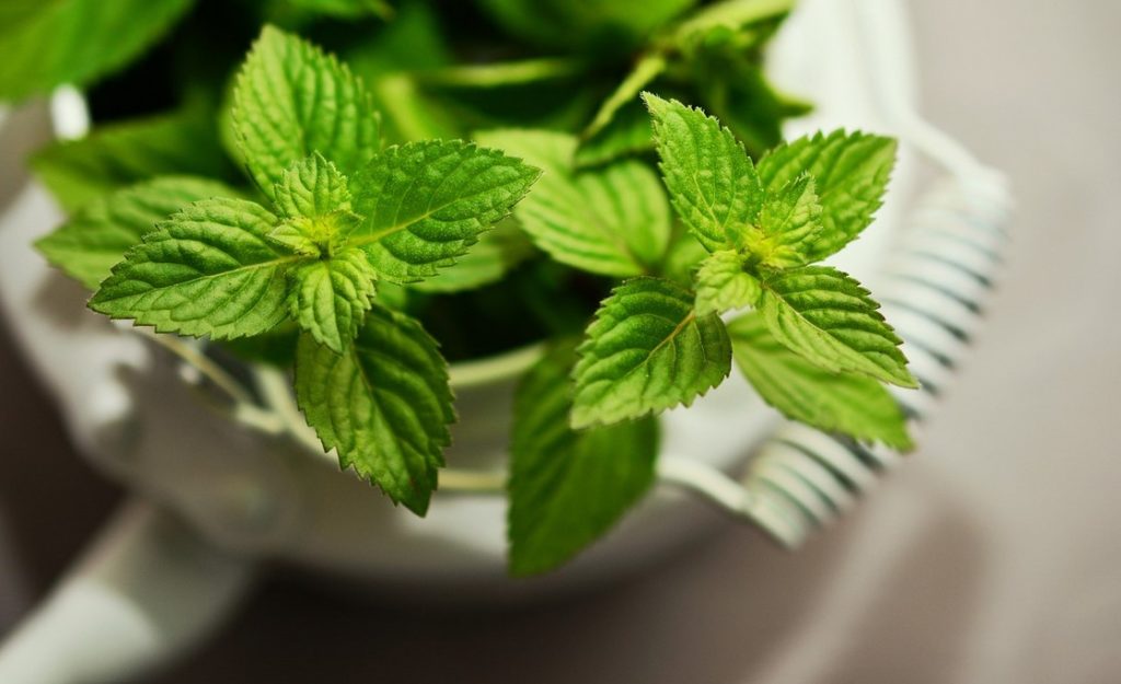 The Power of Peppermint: 15 Health Benefits Revealed Peppermint-pixa-1024x625