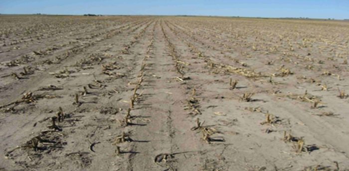 USDA Reveals US Corn-Harvested Acres At 2008 Levels Amid Megadrought