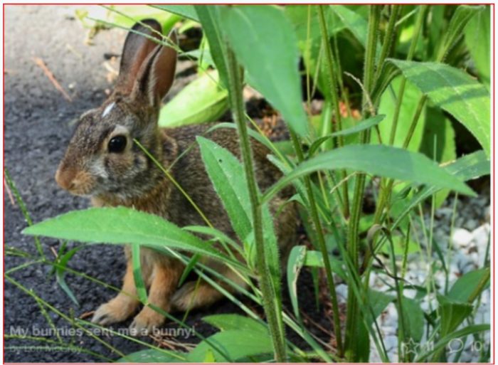 The Solstice, the New Year, and the Promise of Learning From One Another and Nature in the Year of the Rabbit