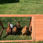 Egg Crisis Sparks Soaring Interest In Backyard Farms