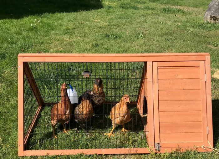 Egg Crisis Sparks Soaring Interest In Backyard Farms