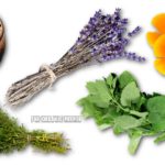 These Herbs Support Mental Wellness