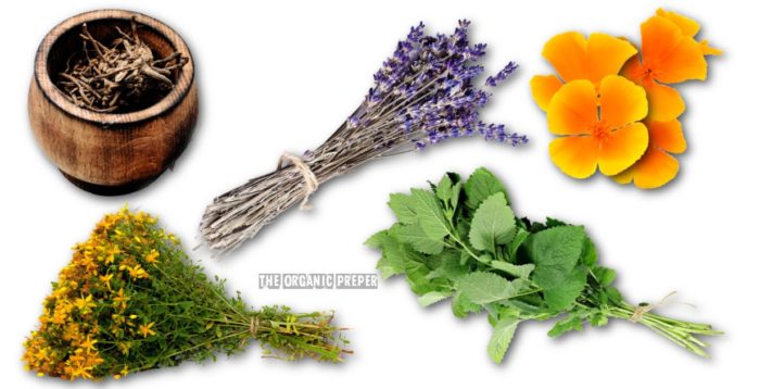 These Herbs Support Mental Wellness