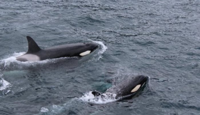 Toxic Toilet Paper and Forever Chemicals Discovered Inside Endangered Killer Whales
