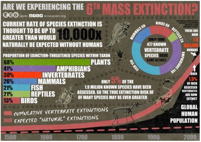 How Can We Stop The Sixth Mass Extinction?