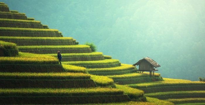 Thai Rice Prices Jump As Global Food Crisis Reignites