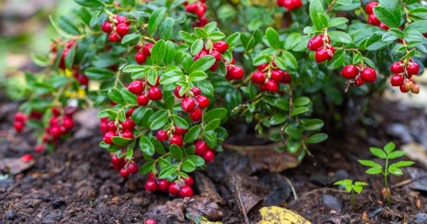 Love Berries? 10 Reasons Why You Should Try Lingonberries
