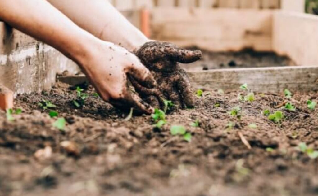 Easiest Vegetables To Grow: Top 5 Garden Veggies Most Recommended By Experts Easy-veggies-unsplash-1024x633