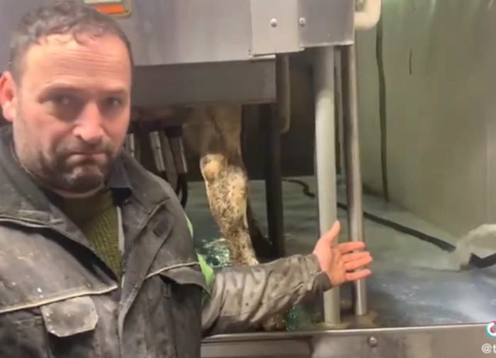 Canadian Farmer Forced to Dump 30,000 Liters of Milk—as Dairy Prices Surge