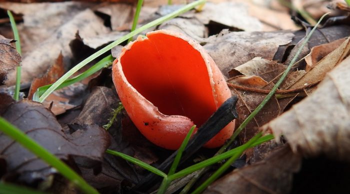 What Field Guides Don’t Tell You About Mushrooms