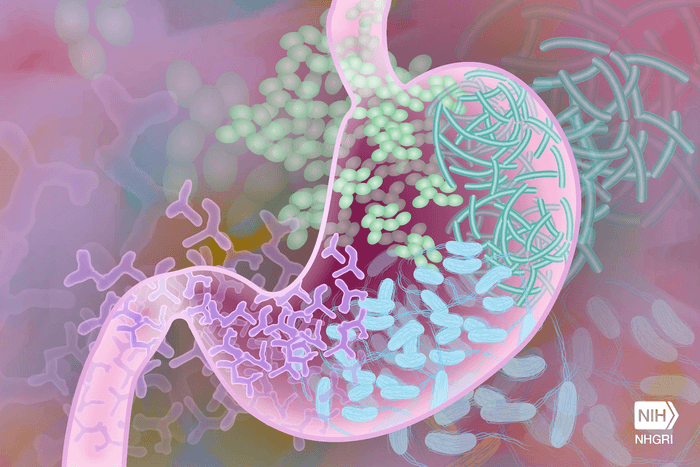 Gut Microbes Can Also Help You Heal Faster and Avoid Fatty Liver Disease