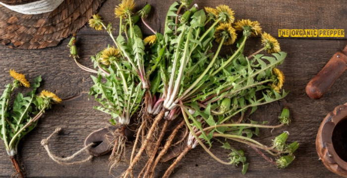 Urban Eats: 5 Edible Plants to Forage in the City