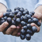 It’s Not Just Carrots — Eating Grapes Improves Eye Health as Well