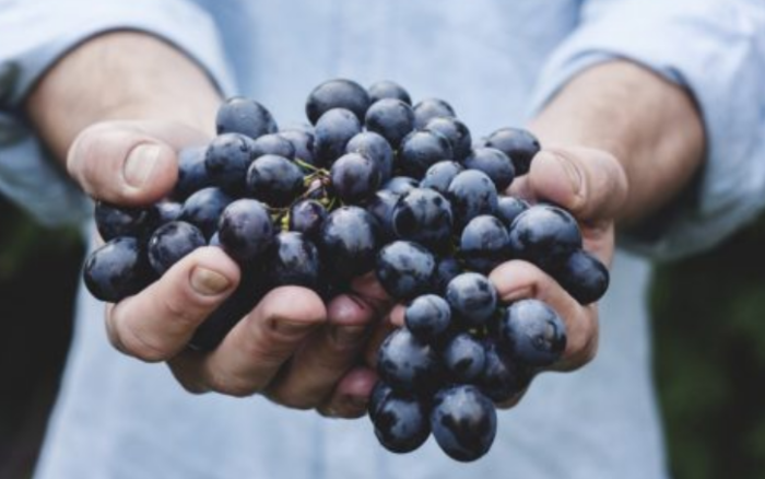 It’s Not Just Carrots — Eating Grapes Improves Eye Health as Well