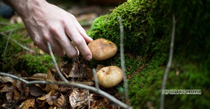8 Cold-Weather Edibles to Forage in Fall and Winter