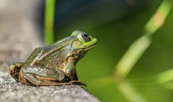 Frogs Across the U.S. may be Dying of Mercury Poisoning